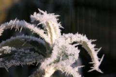 Eiskristalle 008  MINOLTA DIGITAL CAMERA